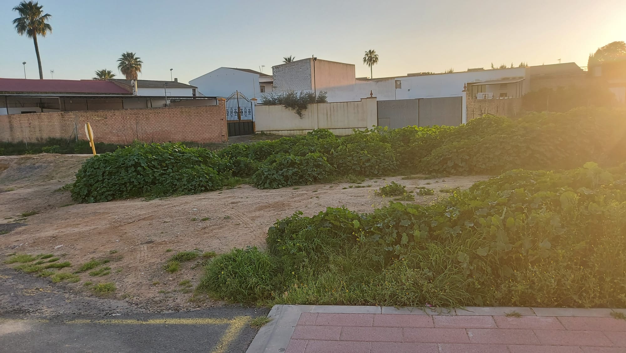 El PSOE de Rociana denuncia la suciedad y la aparición de ratas en las calles del municipio