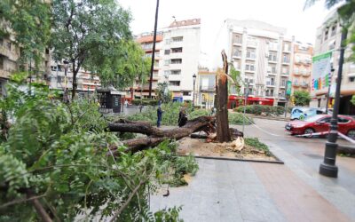 El PSOE pedirá explicaciones al PP sobre la eliminación de decenas de alcorques en la ciudad tras la caída de árboles
