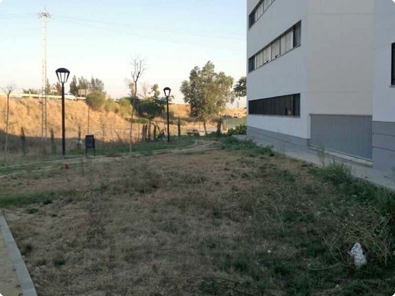 PSOE denuncia suciedad y presencia de ratas en el entorno de viviendas protegidas construidas por el Ayuntamiento