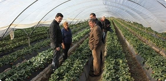 PSOE-A pide una tarifa eléctrica especial para las explotaciones agrarias