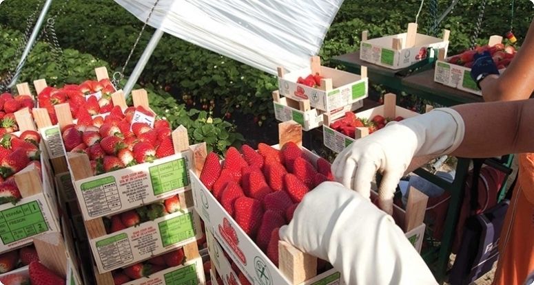 El PSOE pide al Gobierno más controles de la entrada de frutas y hortalizas de países extracomunitarios
